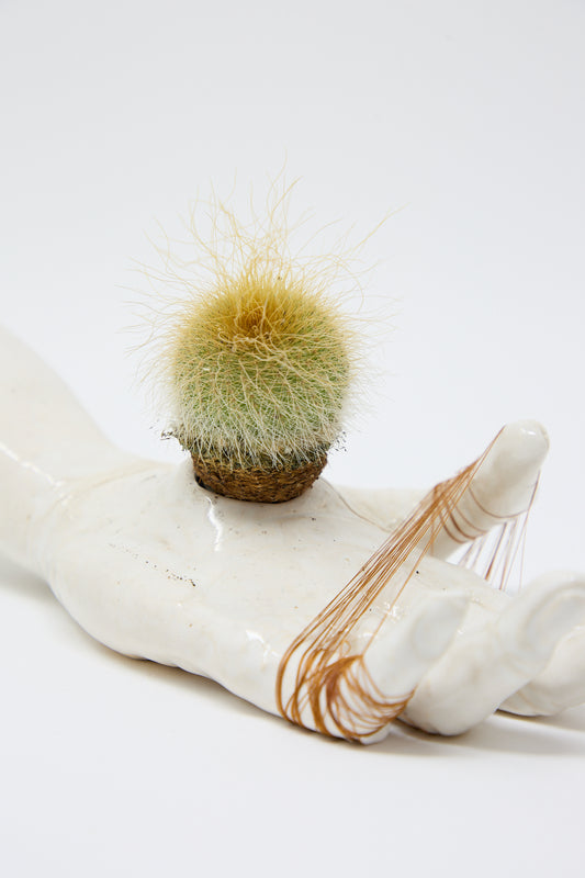 A small, fluffy cactus in a pot rests on a Monty J Ceramic Hand Sculpture with Brown Thread and Cactus.