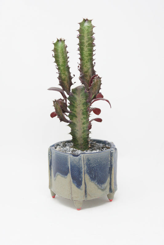 A potted cactus with spiky green stems and purple leaves, in a Monty J Beth Planter in Blue crafted by a Brooklyn-based artist.