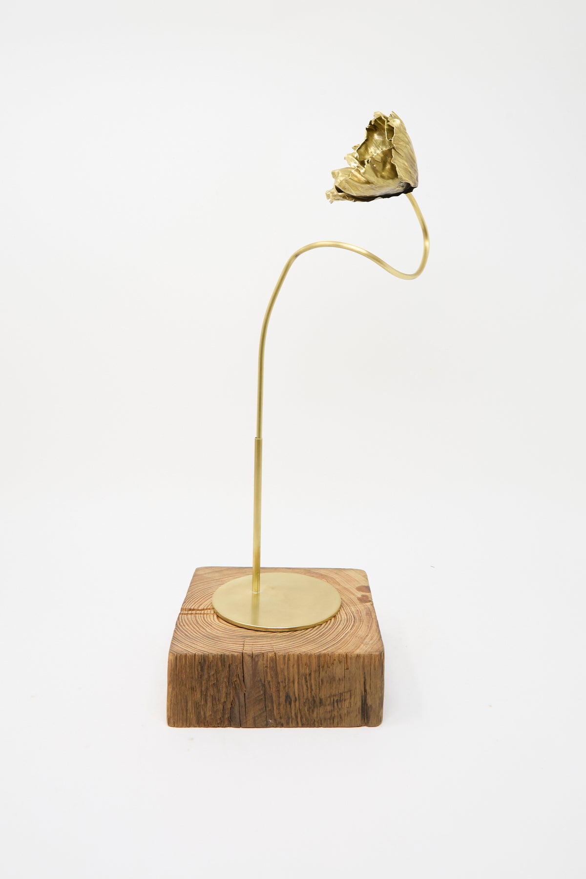 Alison Layton’s Brass Papaver No. 3 is a sculpted brass poppy bloom on a curved wire stem, mounted on a square wooden block as a precious metal flower sculpture.