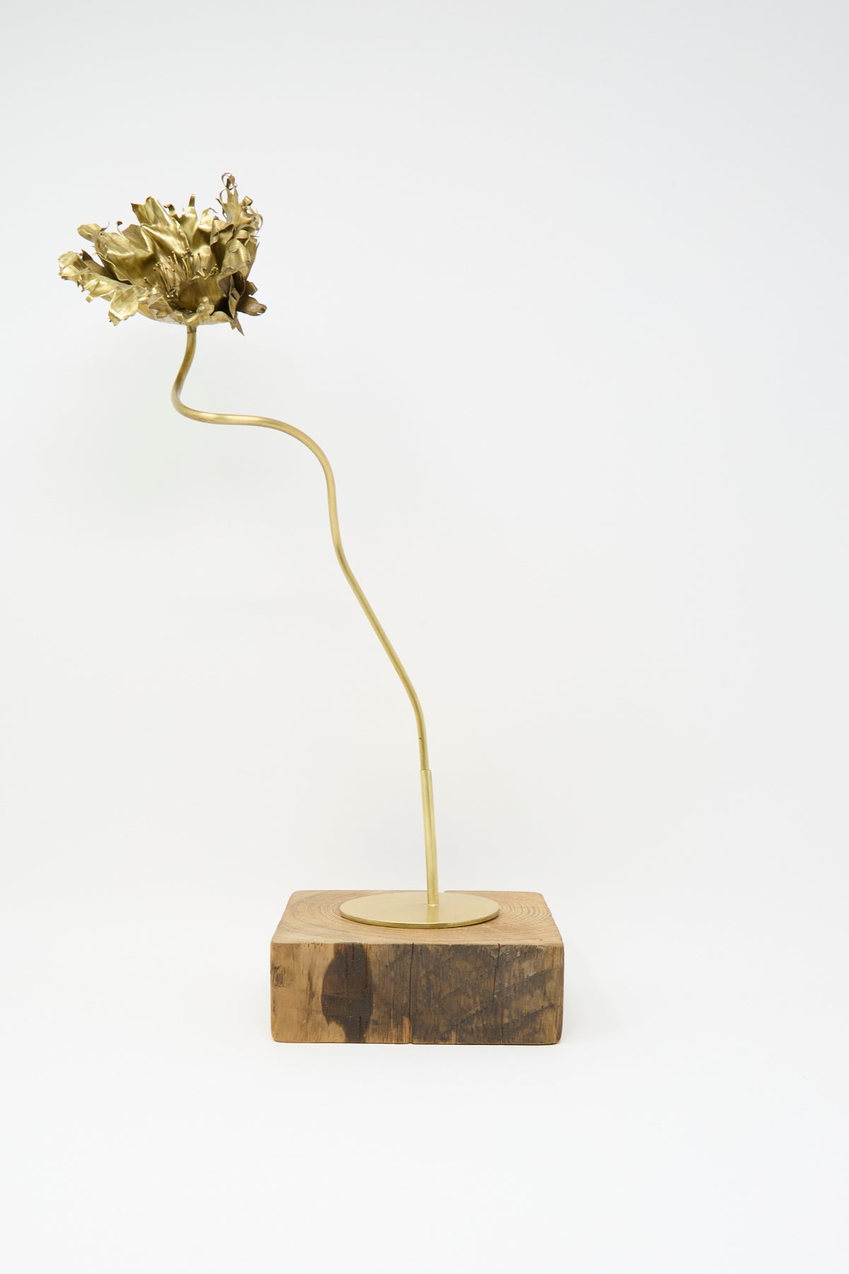 Alison Layton Brass Papaver No. 4, a handmade brass poppy sculpture with a wavy stem mounted on a square wooden base.