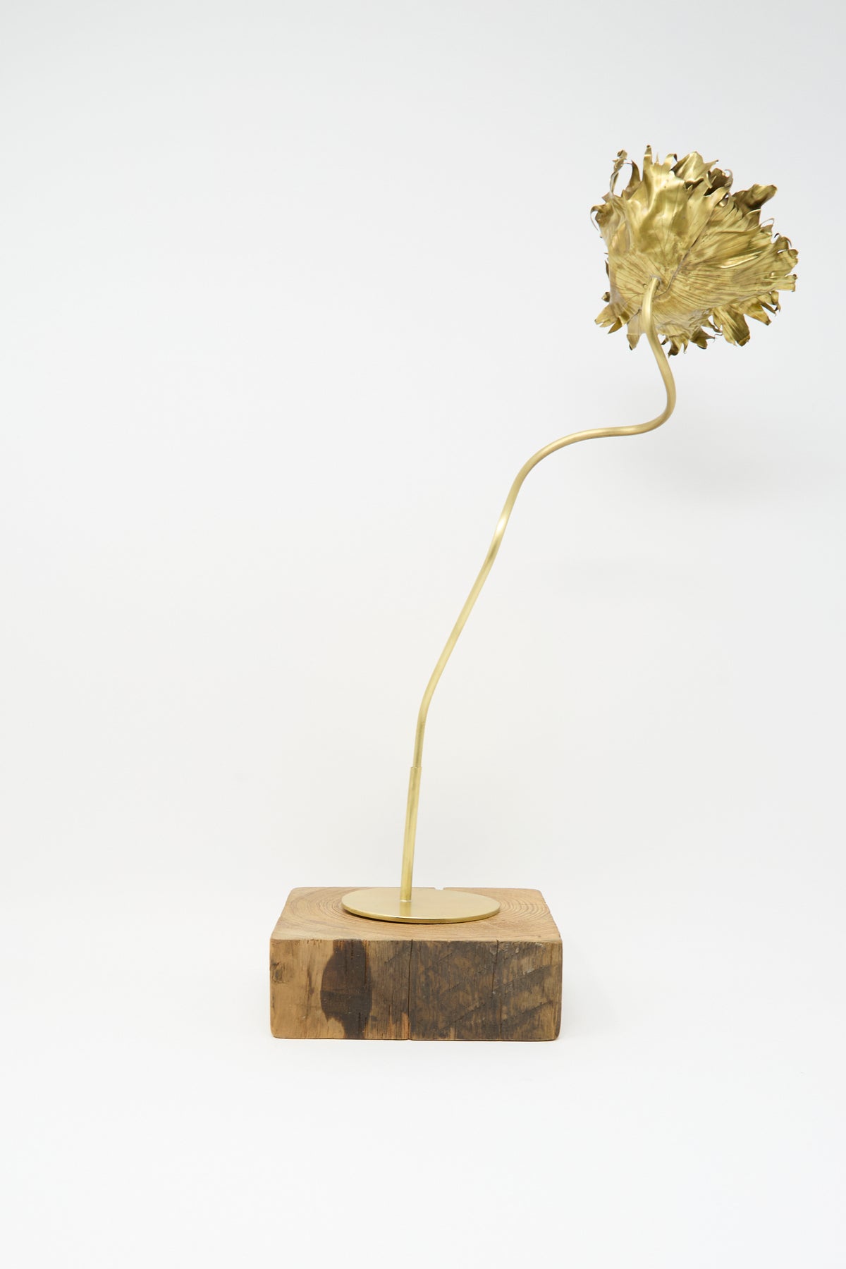 Alison Layton Brass Papaver No. 4 handmade sculpture featuring a brass poppy flower on a thin, curved stem mounted to a square wooden block.