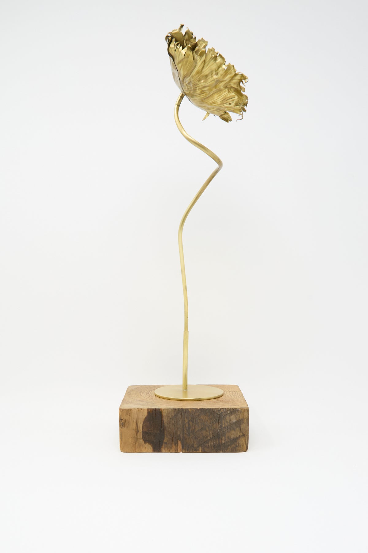 A handmade Brass Papaver No. 4 sculpture by Alison Layton, featuring a brass flower on a thin, curved stem mounted to a square wooden base.