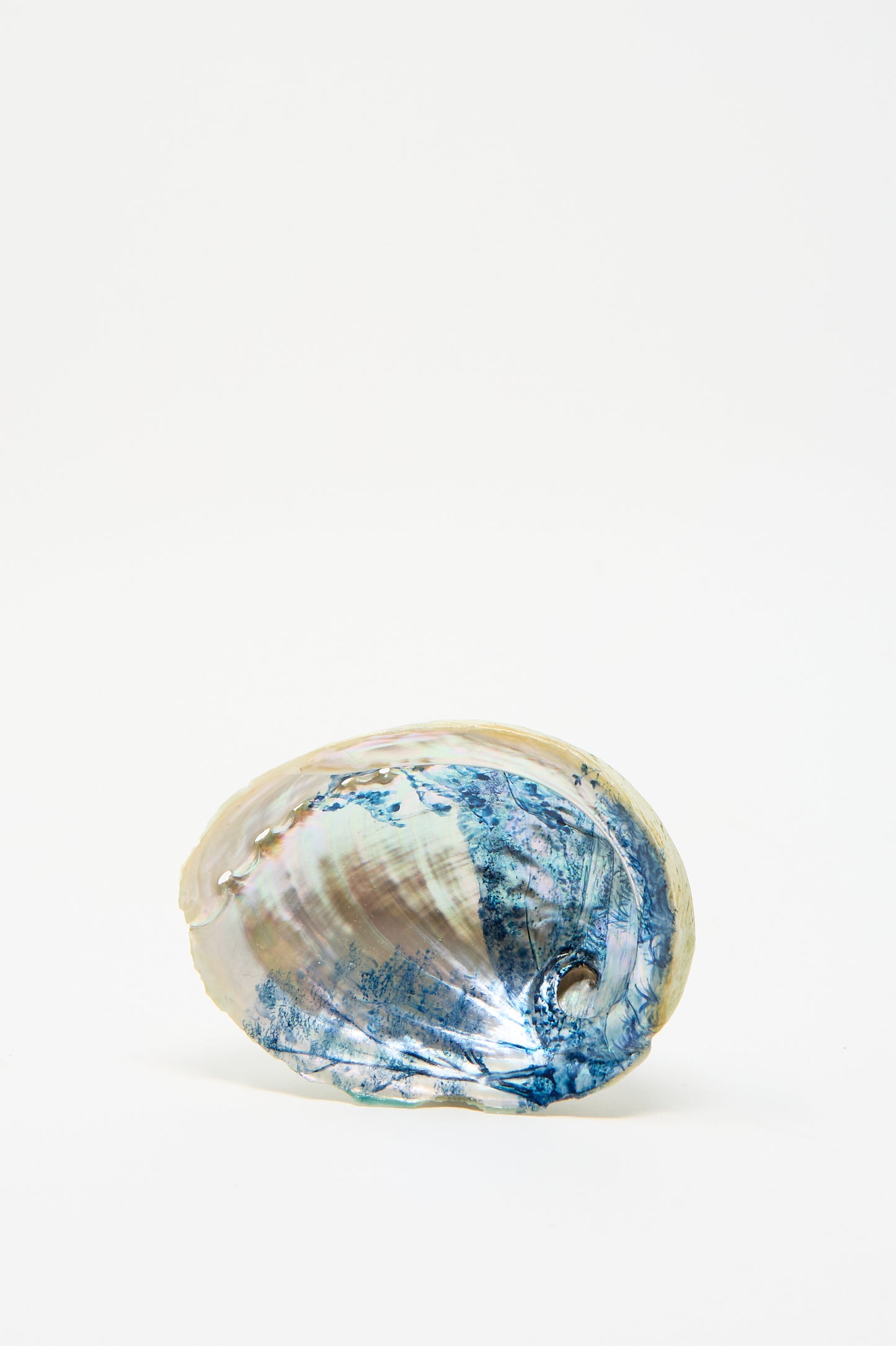 The "Hand Painted Abalone I" by Alyssa Goodman, featuring a polished abalone shell with iridescent blue, green, and pink hues, sits against a plain white background.