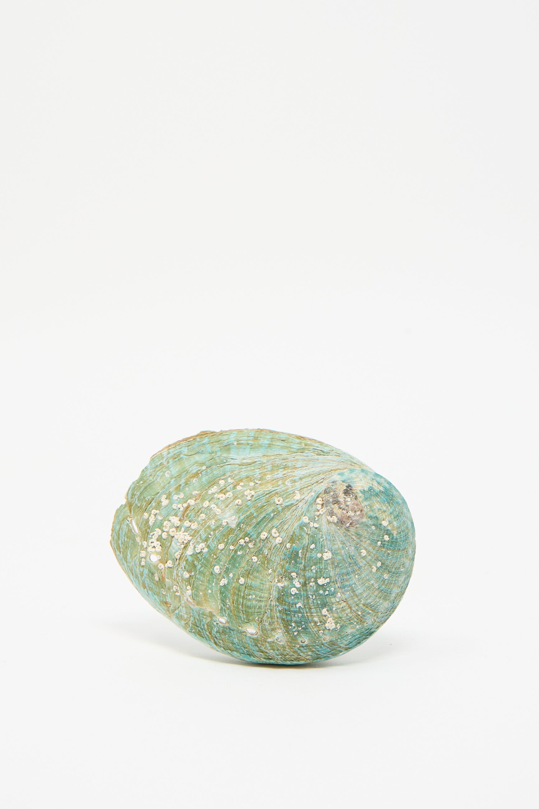 The Hand Painted Abalone II by Alyssa Goodman, faced away showing a greenish-blue hue and speckled white spots on a simple white background.