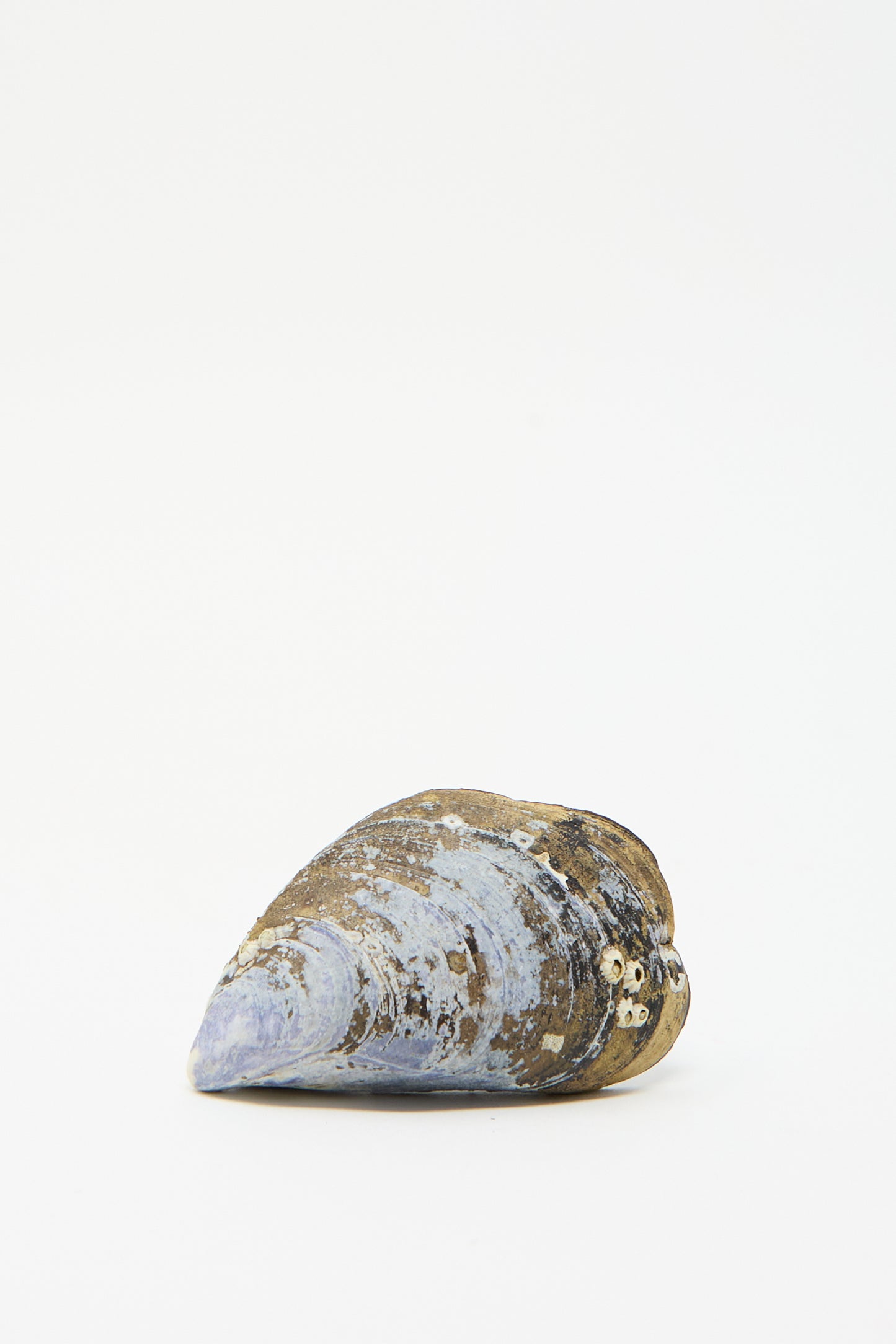 The  exterior of the Alyssa Goodman Hand Painted Crooked Tree Shell, with its blue-gray hue and barnacle accents is displayed against a plain white background.