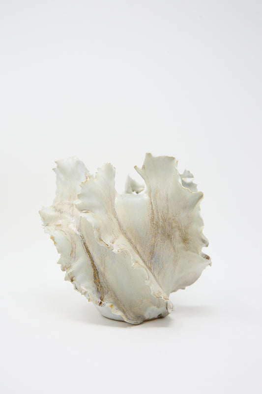 A large, light-colored seashell with ruffled edges and subtle brown streaks, showcased against a plain white background, reminiscent of the Wild Petals N8 Vase by Dear You sure to add elegance to any decor.