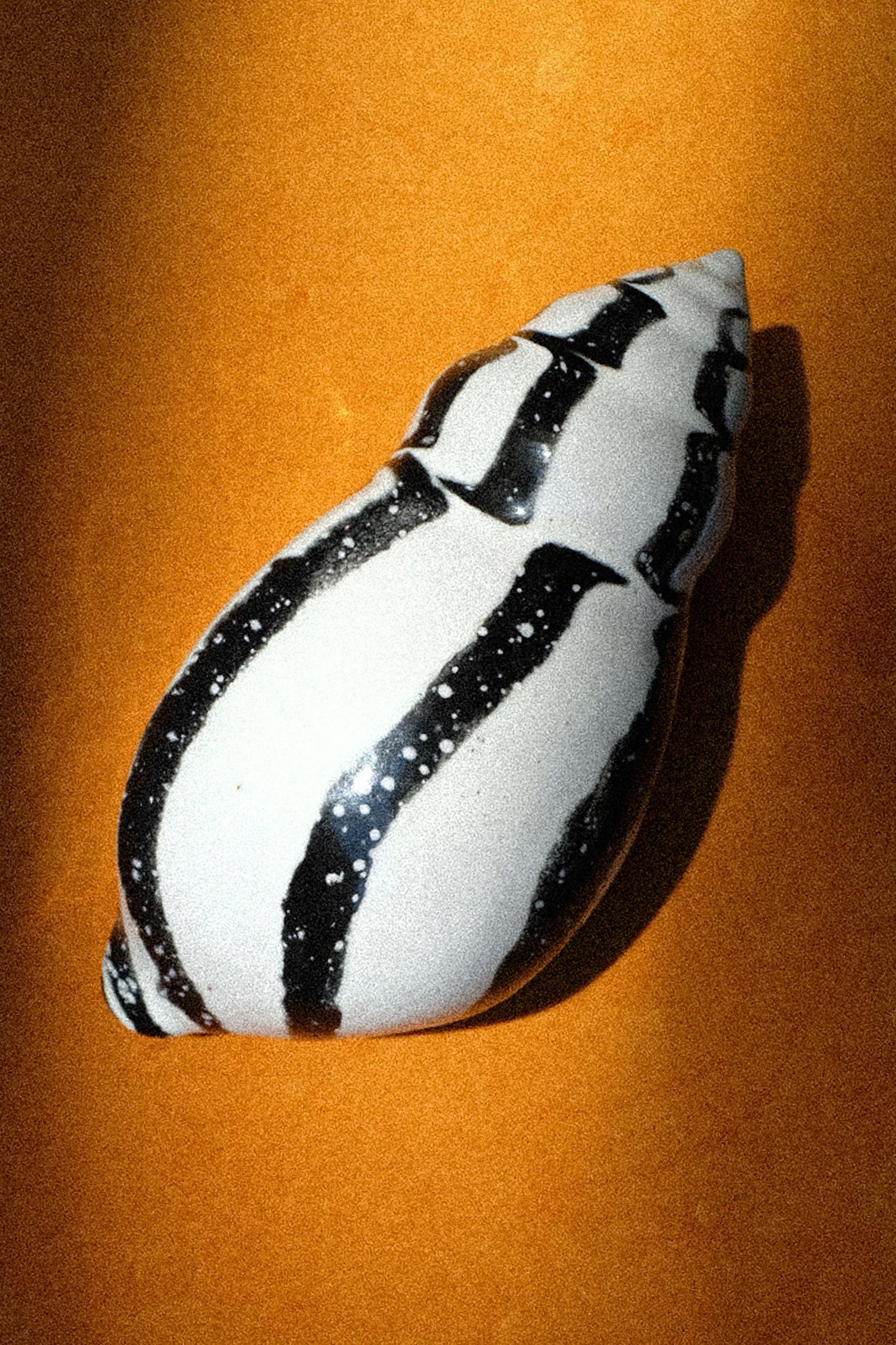 An image of a ceramic shell on an orange background.