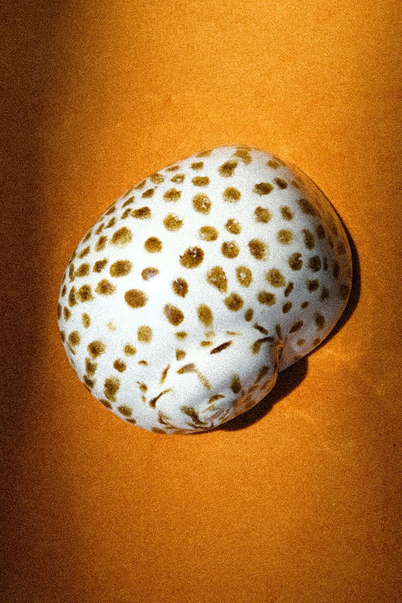 An image of a ceramic shell on an orange background.