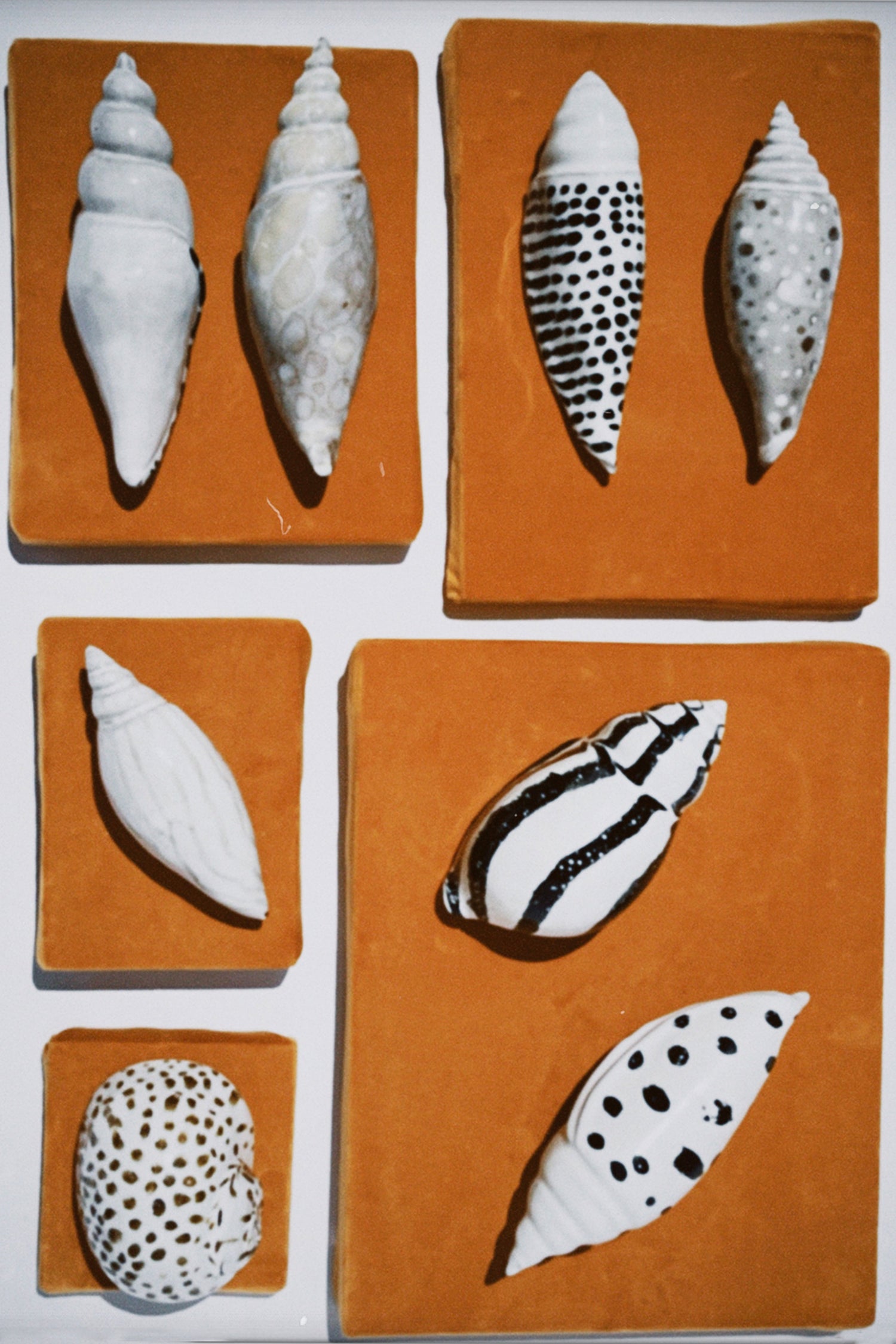 A polaroid of shell ceramics on orange blocks.