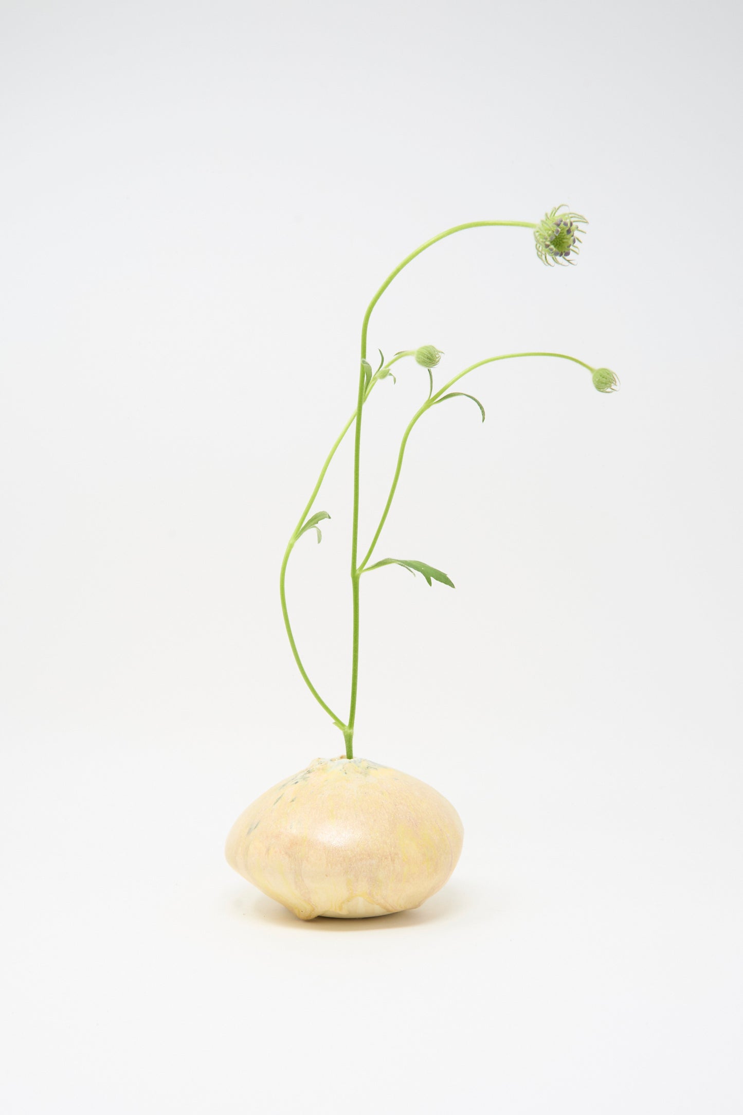 A pale round root vegetable with green stems and buds is placed beside the MONDAYS Mini Moon Vase in Yellow Multi, set against a plain white background.