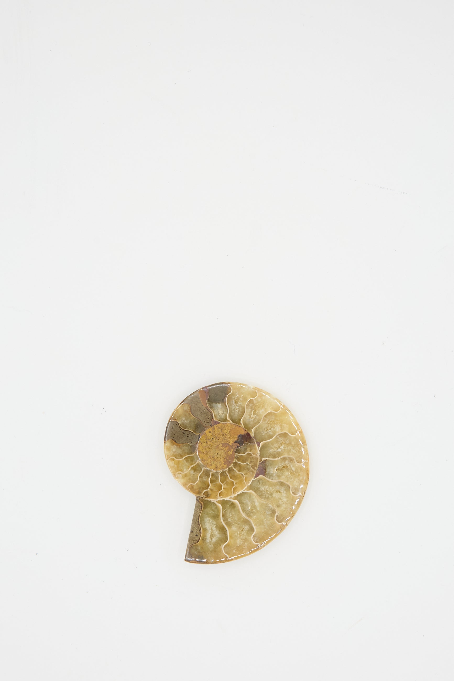 A Travel Find Small Ammonite Fossil, 102-110 million years old and originating from Mahajanga, Madagascar, showcases its intricate spiral structure on a plain white background.