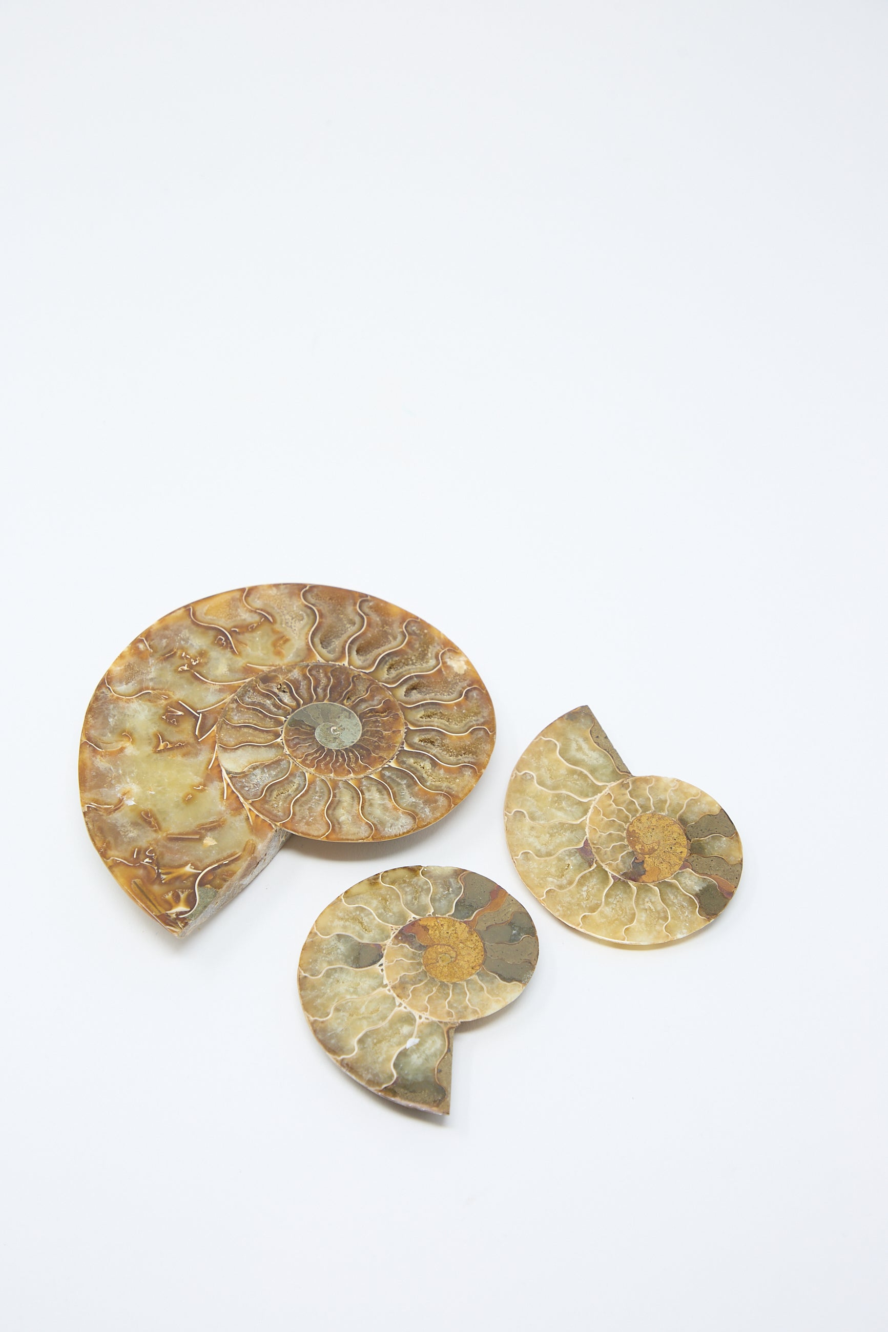 Three fossilized ammonite shells, 102-110 million years old, of varying sizes and colors are arranged on a plain white background. The Travel Find Small Ammonite Fossil from Mahajanga Madagascar features distinctive spiral patterns and is partially cut to show interior details.