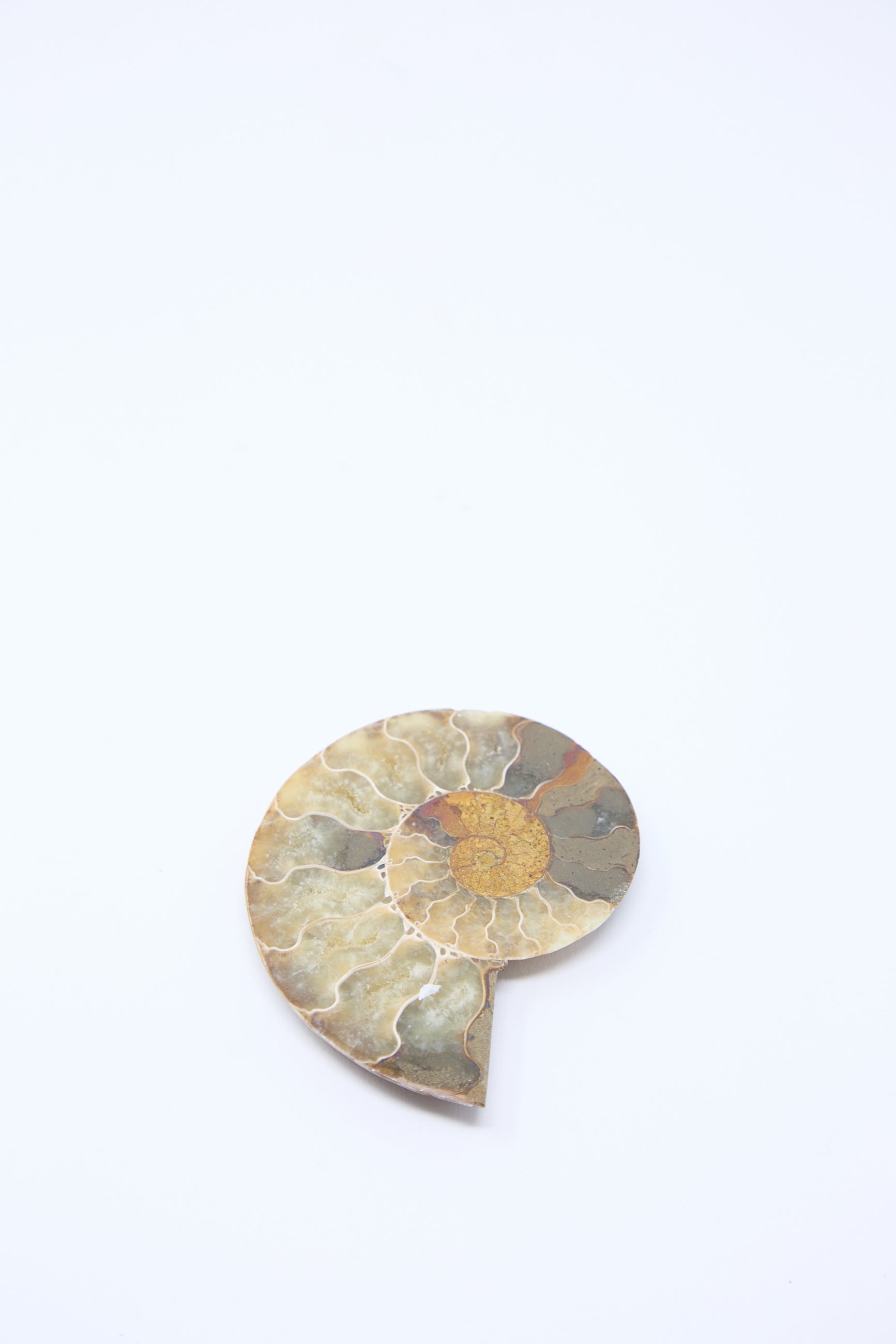 A Travel Find Small Ammonite Fossil, 102-110 million years old, with visible internal chambers and spiral patterns, placed against a plain white background.