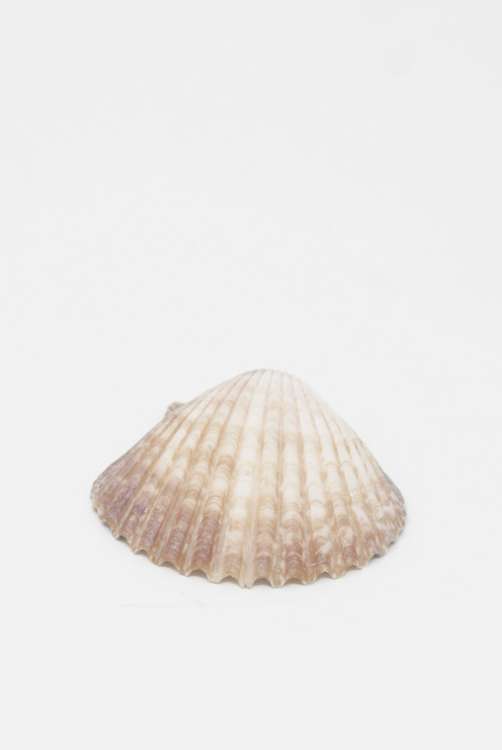 Alyssa Goodman - Hand Painted Shell in Sunset back